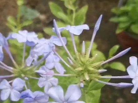 #蓝雪花 #蓝雪花开了 #蓝雪花春季养护 #蓝雪花修剪 #分享养花经验 蓝雪花掉花 蓝雪花黄叶的原因和处理方法 蓝雪花黄叶锈斑 蓝雪花黄叶干叶新叶卷曲 蓝雪花黄叶施什么肥 蓝雪花枯萎了怎么补救 蓝雪花枯萎是什么原因 蓝雪花掉叶子怎么办 蓝雪花掉花苞怎么回事 蓝雪花用什么肥料 蓝雪花用什么土种