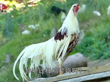 为什么母鸡学公鸡打鸣,就要把它杀掉?母鸡打鸣预示什么?