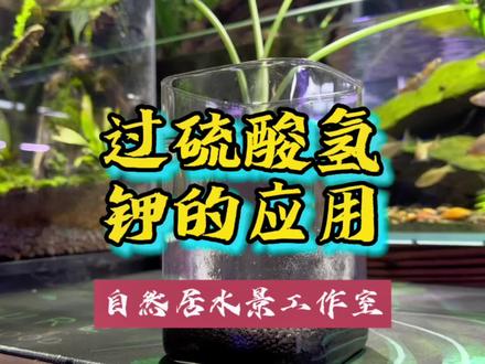 过硫酸氢钾的应用#玻璃缸中的大自然 #水族 #水族器材 #草缸造景 #原生缸