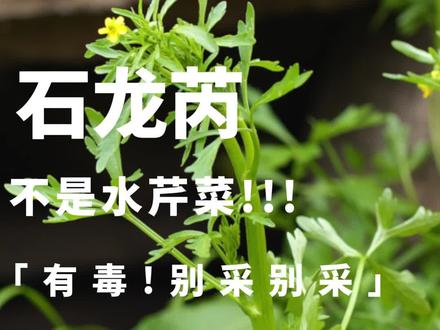 这不是水芹菜可要认清 石龙芮不好惹别误以为是水芹菜#水芹菜 #石龙芮 #野菜 #毒芹 #植物