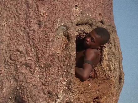 猴面包树到底有多好,能吃能喝又能住 #科普一下 #猴面包树 #奇妙知识在抖音