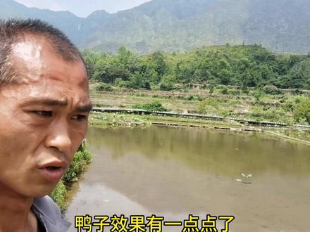 福寿螺太多,网友建议放青鱼,什么是青鱼不知道,放点家乡的田鱼,不知道效果会一样吗?#我的乡村生活#记录真实生活#乡村守护人