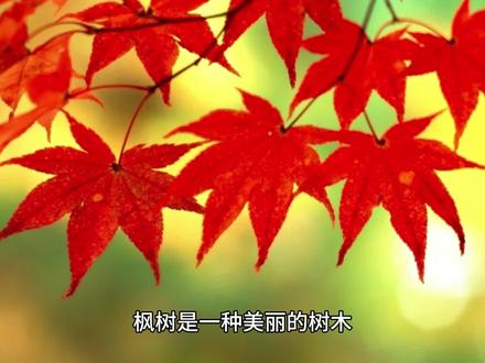 枫树应该怎么画