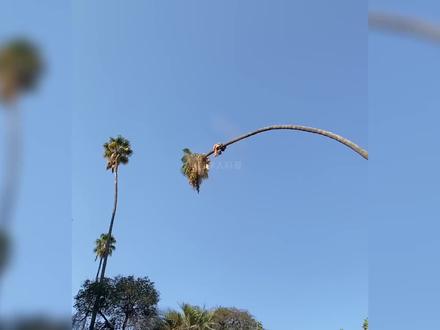 伐木工为何要在爬到上百米的高空进行砍伐?#科普 #伐木工 #高空作业 #涨见识