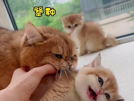 认爹的车祸现场~#金渐层 #萌宠出道计划 #金渐层猫舍 #英短金渐层 #萌宠 @元宝话很多 @Sweetcattery元宝猫舍