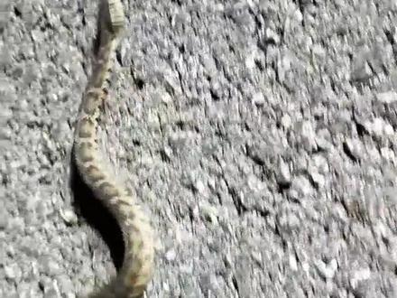 这种蛇到底是五步倒还是蝰蛇 是蝮蛇的一种,没错。🐍在柏油路上爬的很慢。这土条 一边爬行 一边歪着头在看我呢。😁😁