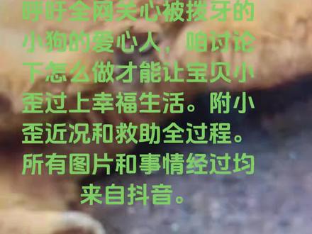 4千万万人关心的被拔牙的小狗小歪全过程及近况 一、近况:它叫小歪,2个月大,已经慢慢走出了心理阴影。
目前小歪不能正常走路,放在地上就一直站着不动,叫它名字小歪,尾巴会一直摇,但它不知道那个方向在叫它。医生说可能会治好,也许一个月,也许半年,这也是我呼吁爱心人的原因。
二、小歪受到的伤害:①拔牙(以视频内分析,象一只走丢的宝贝,喜欢张嘴讨人喜欢,在讨人喜欢时被XX人型物拔牙四个)②头部被重击,造成头歪,现在不能走路。且神经受伤。③舌头被剪去一部分(只要给吃的,就可以让人摸。伸舌头讨好人时被XX人型物剪去舌头一部分)。④尾巴被人剪去一半。(小歪喜欢摇尾巴,特别是有人叫时。)
三、事情经过:接求助人电话,救援人员赶到现场,初见小歪非常怕人,不让人动(一看就知道受到非常严重伤害)。询问路人:早上还是好的,中午就这样了。送医后检查,针炙,打针。经救助后现在状况稳定。以上图片和内容均来自网络,个人整理。需要大家评论区出个主意,让小歪能正常生活下去。(不要网络热度一过,可怜的没人管)#小狗 #关爱流浪动物 #保护动物 #爱护大自然保护野生动物 #救助流浪狗后续