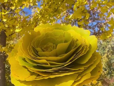 不要胶水|做一束银杏花,把秋天带回家