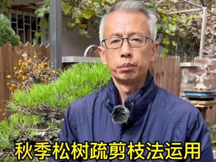 松树疏剪,一是为了梳理脉络,二是改善通风透光条件,三为了提高观赏性。剪除无用枝如轮生枝、腋下枝、徒长枝、平行枝、下生枝等等…#黑松疏剪 #松树造型 #跟着大爷玩盆景 #天津盆景#日本盆景