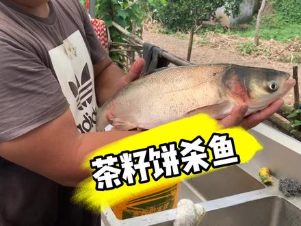 最全的茶籽饼杀野杂方法它来了#我的农村生活#小龙虾养殖