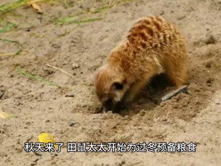 寓言故事《田鼠太太的项链》 #儿童阅读 #绘本故事 #寓言故事