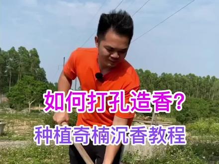 奇楠沉香非常重要的一步~打孔造香!#奇楠 #农村种植 #小本创业好项目