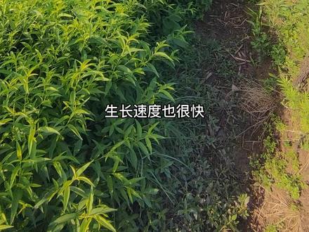 出芽后就开始疯长的尖叶#毛桃苗,嫁接桃树李子树杏树品种理想砧木!#毛桃苗子的育苗方法