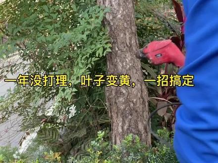 叶子变黄,一招搞定#别墅庭院植物 #松树