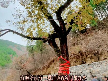 走进济南彩石镇捎近村,看漫山红叶,赏千年降龙古木。#山东生活日记 #拥抱自然 #千年古树 #济南 #大自然 #降龙木