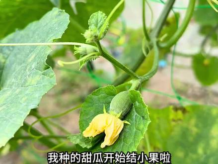 这个是绿宝石甜瓜哦,听说它很好吃,好期待哟#生活服务热点中心 #小院种菜 #甜瓜种植 #绿宝石甜瓜苗 #自己种菜