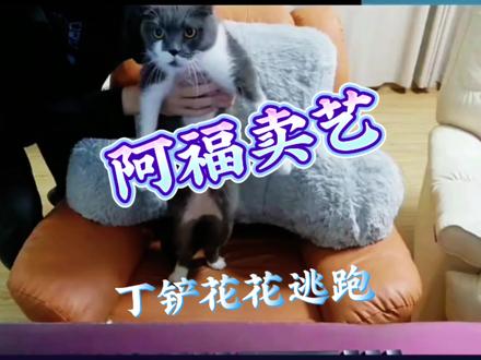 阿福限时卖艺,丁铲花花逃跑#阿乐 #火男 #龙岛异兽 #猫咪 #龙岛异兽起源 @阿乐大王 @火男【龙岛异兽】