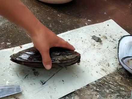 怎样快速清理河蚌。把我的方法分享给朋友们,希望对你有帮助。