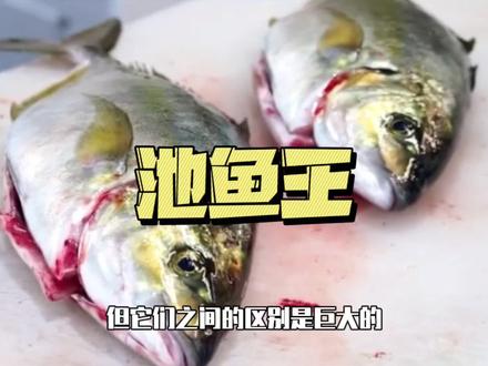 #华哥说海鲜 池鱼王不是大号的竹荚鱼