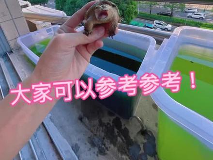 绿水养龟好吗?看完你就知道了