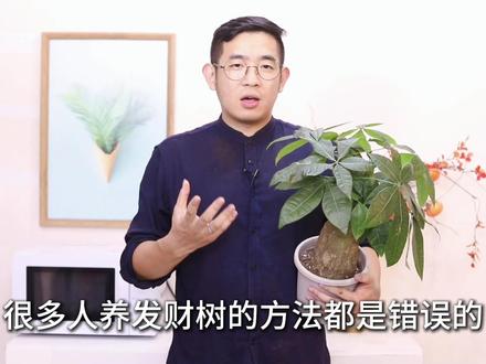 发财树怎么养?园艺师教你,发财树的详细养护技巧