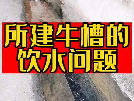 聊一聊拴养牛的饮水问题#养牛人 #农村养牛 #三农 #热门