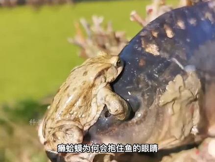 癞蛤蟆为何会抱住鱼的眼睛,还要致其死亡,金蟾抱鲤是吉还是凶? #蟾蜍 #鱼 #金蟾 #金蟾抱鲤 #涨知识