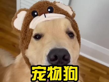 宠物狗为什么会藏食,你知道吗?#宠物知识 #狗狗 #萌宠