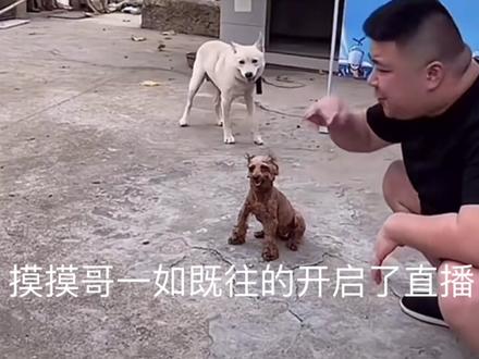 摸摸哥的邪恶小泰迪#摸摸哥被咬 #泰迪#表情包