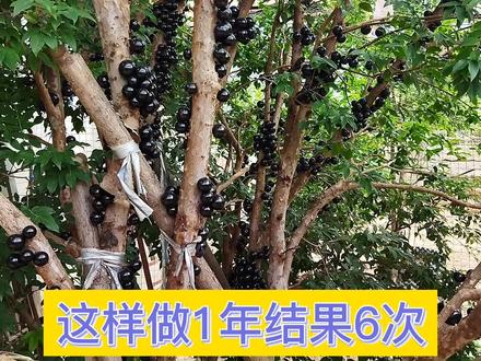 为什么你的树葡萄种了8年竟然不结果?原来就是这4点没有做好!