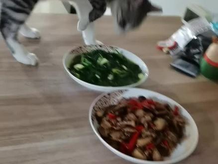 妹妹拍的妈妈做的饭
#猫咪 #底层代码 #馋猫