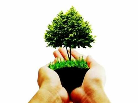 蜡蝉若虫的识别与防治