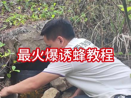 引诱野生蜜蜂 #诱蜂 #蜂蜡 喜欢小蜜蜂的蜂友赶紧放桶了。