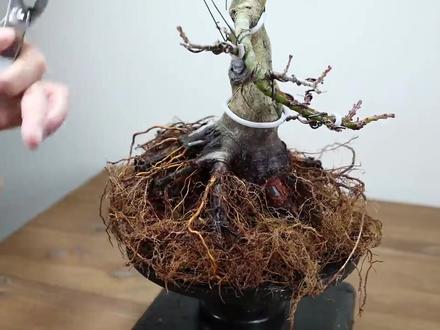 枫树八方根培养,根部环割