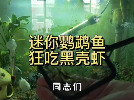 新捞的黑壳虾,喂给迷你鹦鹉鱼,真香! #养鱼日记 #鱼缸里的大自然 #迷你鹦鹉 #水族 #热带鱼