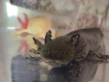 玲珑的意思是什么呀 c279e3e8b47cf48a7af1623b8d76c843~tplv-dy-resize-origshort-autoq-75:330.jpeg?x-expires=1988658000&x-signature=hwSSdIjOZljsQutV5BA3%2BcMQJlw%3D&from=3213915784&s=PackSourceEnum_AWEME_DETAIL&se=false&sc=cover&biz_tag=pcweb_cover&l=202301100512358AF825908E23333E4C08