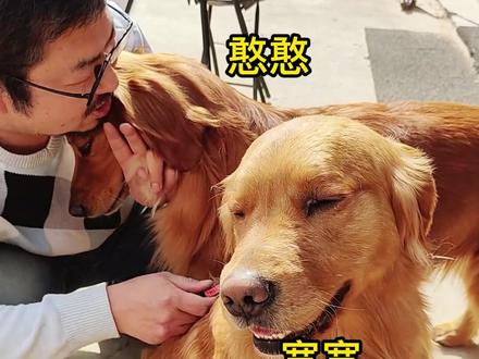 怎么会有狗狗不喜欢梳毛呢?#金毛 #狗狗 #养狗经验分享