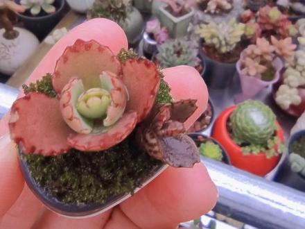 落地生根也叫宽叶不死鸟,还有一个好听的名字,叫蕾丝公主。个人感觉这个只适合控养,越大越不好看,而且不控养还会泛滥成灾#😂😂😂😂哈哈哈 #我的花花草草🌸🌸