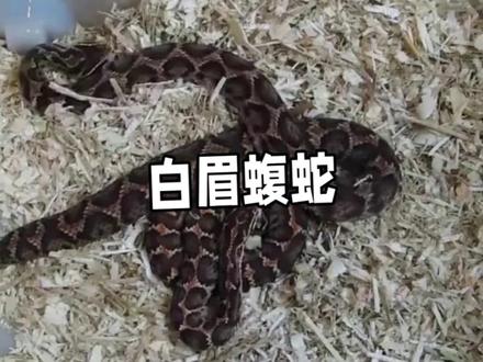#白眉蝮蛇#神奇动物在抖音 #野生动物零距离 #蛇 #野生动物零距离 #爬行动物