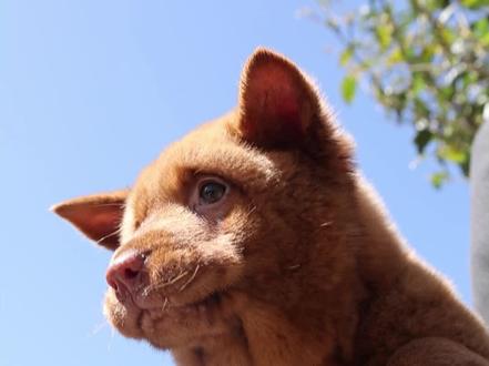 五红犬取名“红牛”#工作犬 #福州训犬 #搜救犬安娜 #玩啥我们都认真 #狗粮推荐