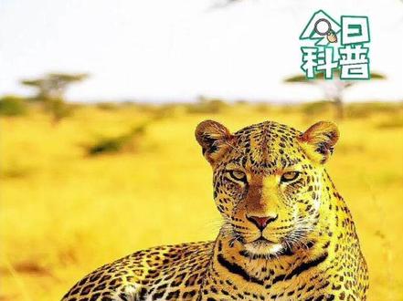 花豹捕猎非洲岩蟒时,差点被紧紧缠住身体#动物世界 #动物世界的战斗 #神奇动物在抖音