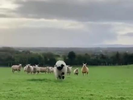 瓦莱黑鼻羊其实就是动画片小羊肖恩的原型#动物科普 #动物解说 #瓦莱黑鼻羊