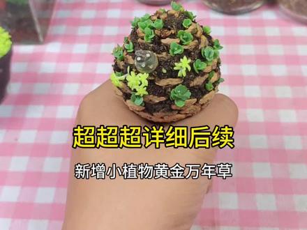 苔藓多肉松果球!超详细后续来啦!在一颗松果上种满不死鸟多肉后,今天又种上了黄金万年草!#松果造景 #松果苔藓球 #真实生活分享计划 #不死鸟多肉植物 #黄金万年草