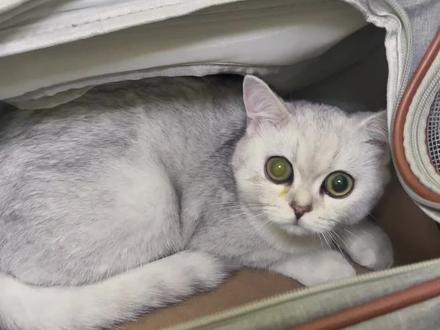 小病不断呀,蜜枣眼睛模糊,跟白内障一样,以为是干性传腹,吓坏了#银渐层 #干性传腹 #是宠物更是家人