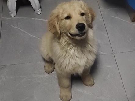 十分钟学会口令叫#金毛 #家有萌宠金毛 #赛级金毛 #家有萌宠 #狗狗技能训练