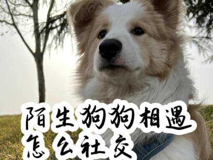 狗狗社交不等于社会化,当遛狗时遇到陌生狗狗怎么应对#新手养狗 #狗狗 #科学养宠攻略 #边牧 #养宠进阶指南