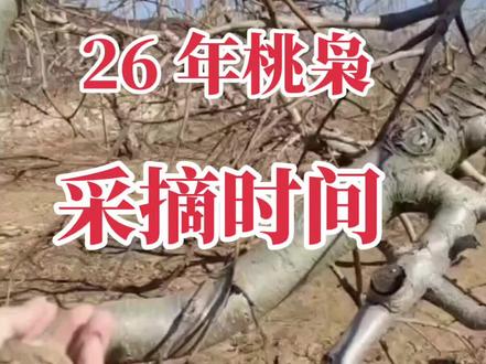 26 年桃枭采摘时间#桃枭