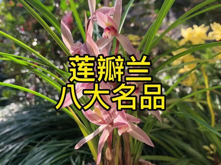 #兰花 #精品兰花 #兰花欣赏 #传播兰花知识 莲瓣兰八大名品你集齐几个了