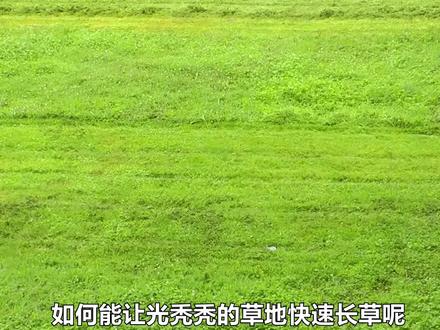 神奇的液态草坪,只要喷一喷7天就能长出草来,这是怎么做到的? #液态草坪