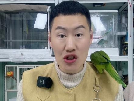 鹦鹉过年一定要注意这两件事 #鹦鹉